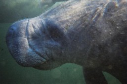 Darling Cetaceans